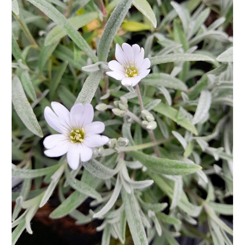 Soapwort 0.7L OR 1.3L