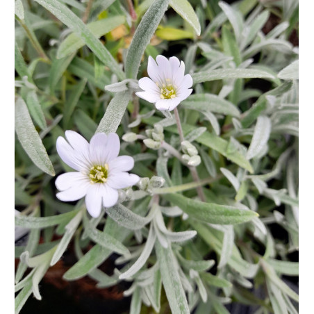 Soapwort 0.7L OR 1.3L