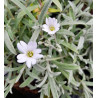 Soapwort 0.7L OR 1.3L