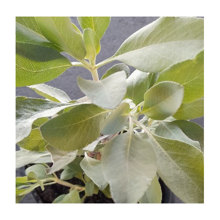 SAGE White 0.7L OR 1.3L