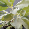 SAGE White 0.7L OR 1.3L