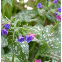Lungwort 0.7L