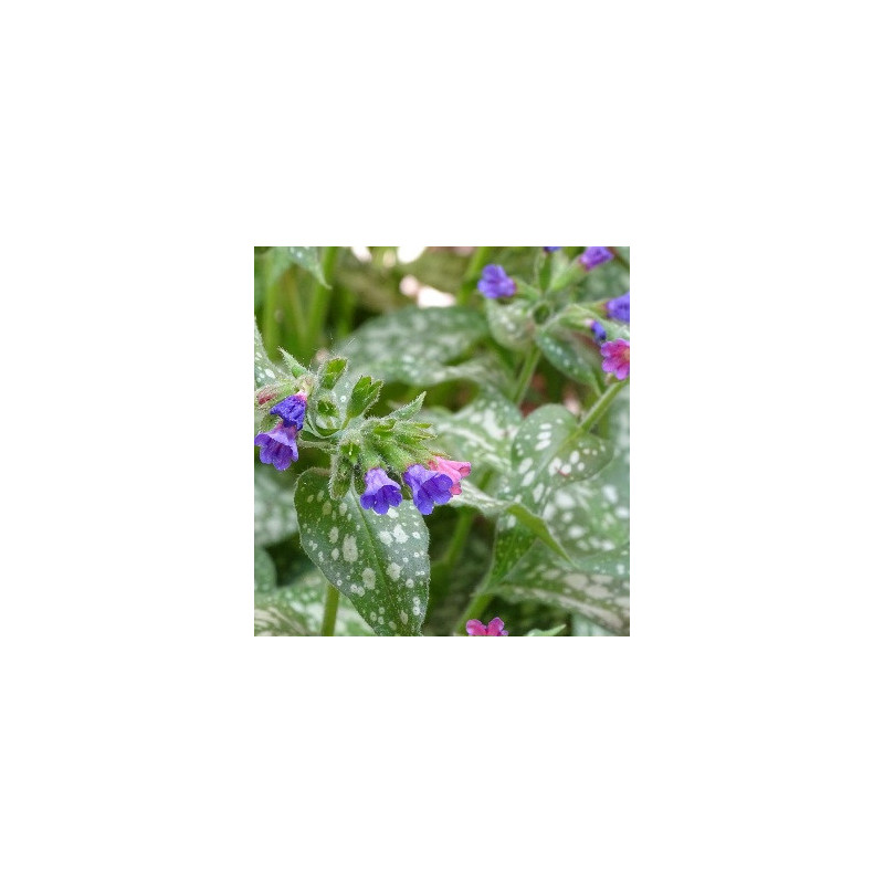 Lungwort 0.7L Lungwort 0.7L