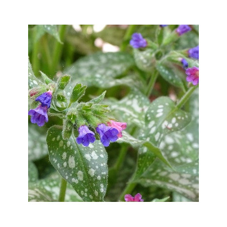Lungwort 0.7L