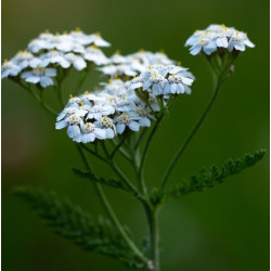 Yarrow (White)