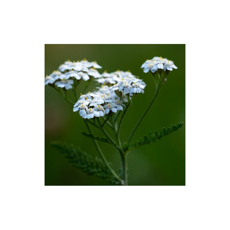 Yarrow (White) Yarrow (White)