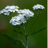 Yarrow (White)