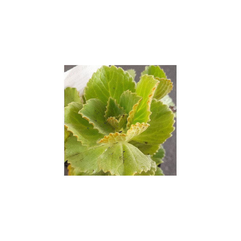 Scaredy Cat Plant 0.7L