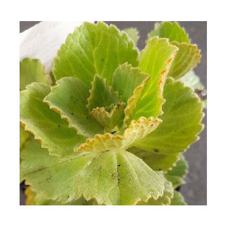 Scaredy Cat Plant 0.7L