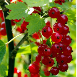 CURRANT Red 1.3L