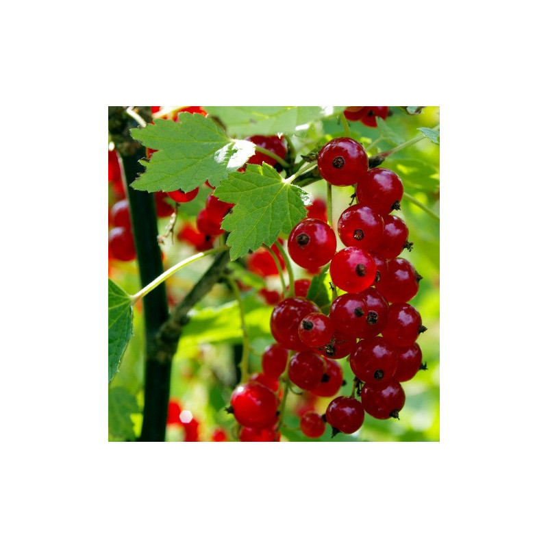 CURRANT Red 1.3L