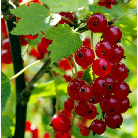 CURRANT Red 1.3L