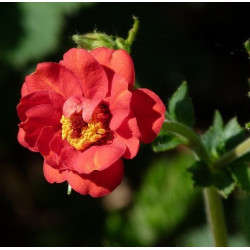 AVENS Mrs Bradshaw 0.7L or 1.3L
