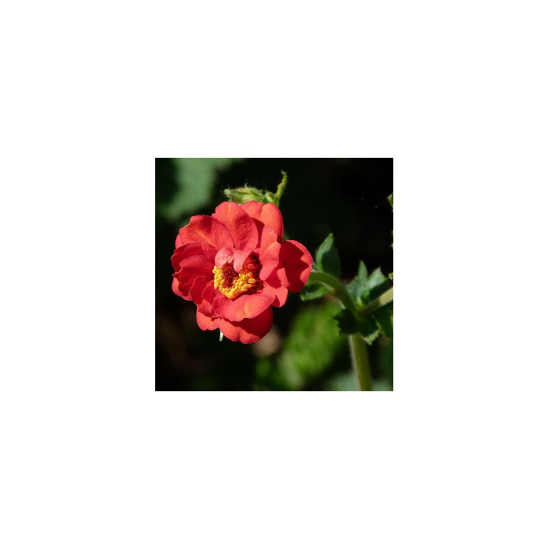 AVENS Mrs Bradshaw 0.7L or 1.3L AVENS Mrs Bradshaw 0.7L or 1.3L