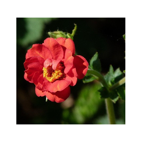 AVENS Mrs Bradshaw 0.7L or 1.3L