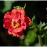 AVENS Mrs Bradshaw 0.7L or 1.3L