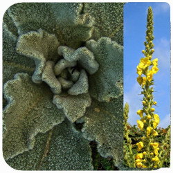 MULLEIN 1.3L