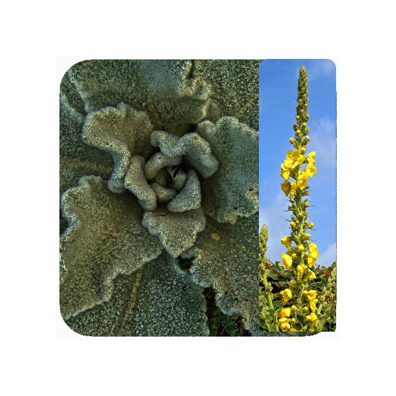 MULLEIN 1.3L MULLEIN 1.3L