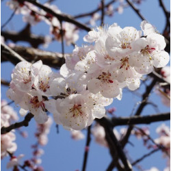 JAPANESE APRICOT - RETURNING SOON