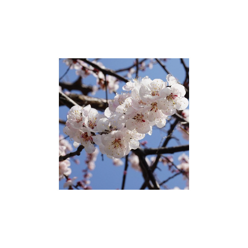 JAPANESE APRICOT - RETURNING SOON
