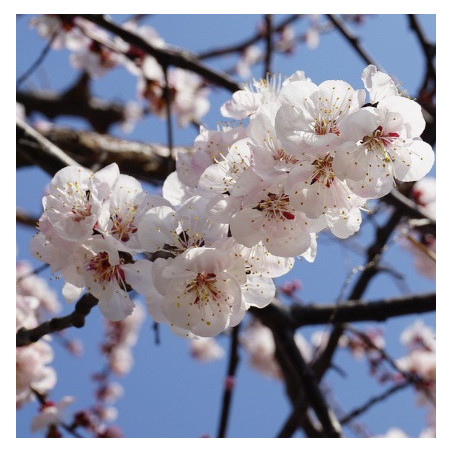 JAPANESE APRICOT - RETURNING SOON