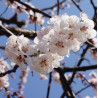 JAPANESE APRICOT - RETURNING SOON