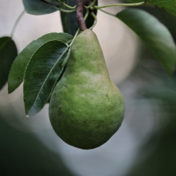 EUROPEAN PEAR PB8