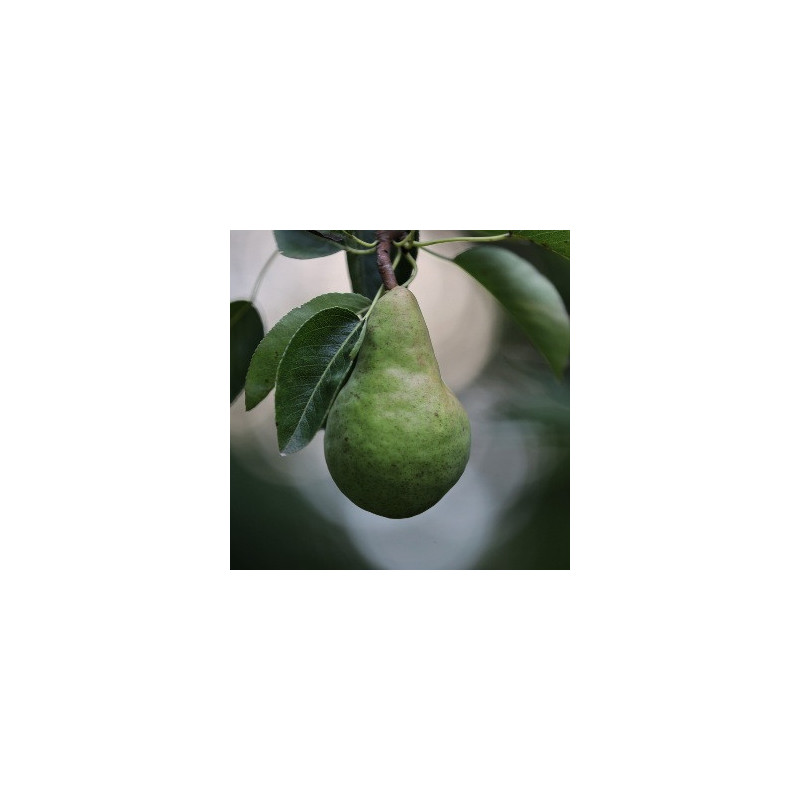 EUROPEAN PEAR PB8 EUROPEAN PEAR PB8
