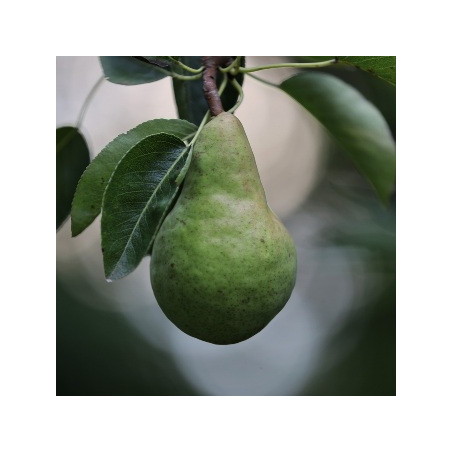 EUROPEAN PEAR PB8