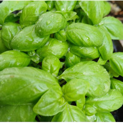 BASIL  - all varieties grown listed 0.7L