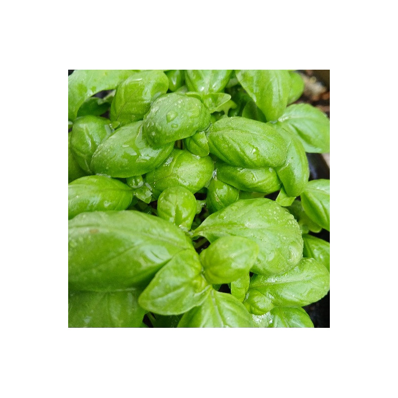 BASIL - all varieties grown listed 0.7L BASIL - all varieties grown listed 0.7L