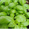 BASIL  - all varieties grown listed 0.7L