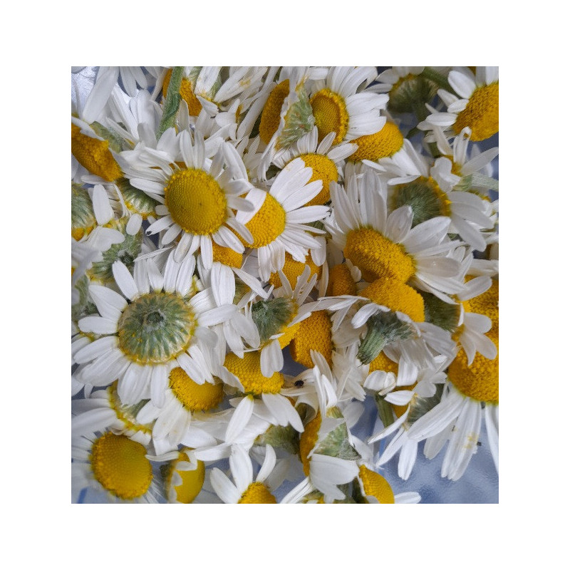 CHAMOMILE Roman CHAMOMILE Roman