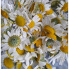 CHAMOMILE Roman