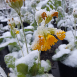 COWSLIP 0.7L or 1.3L