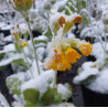 COWSLIP 0.7L or 1.3L