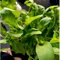 ROCKET - ARUGULA 0.7 or 1.3L