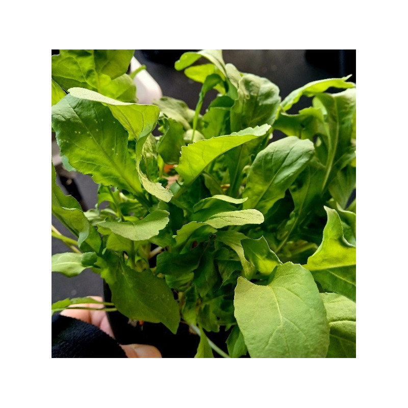ROCKET - ARUGULA 0.7 or 1.3L ROCKET - ARUGULA 0.7 or 1.3L