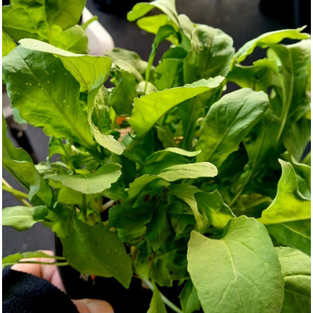 ROCKET - ARUGULA 0.7 or 1.3L