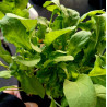 ROCKET - ARUGULA 0.7 or 1.3L