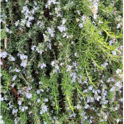 ROSEMARY Spreading 1.3L