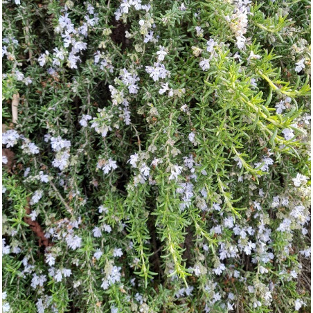 ROSEMARY Spreading 1.3L