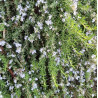 ROSEMARY Spreading 1.3L