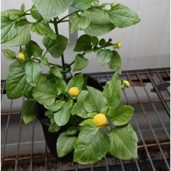 Tooth-ache Plant (syn. Electric Daisy) 0.7L OR 1.3L