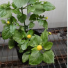 Tooth-ache Plant (syn. Electric Daisy) 0.7L OR 1.3L