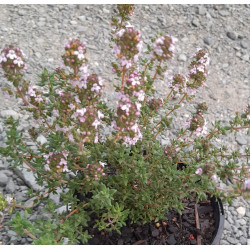 THYME Orange 0.7L