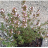 THYME Orange 0.7L
