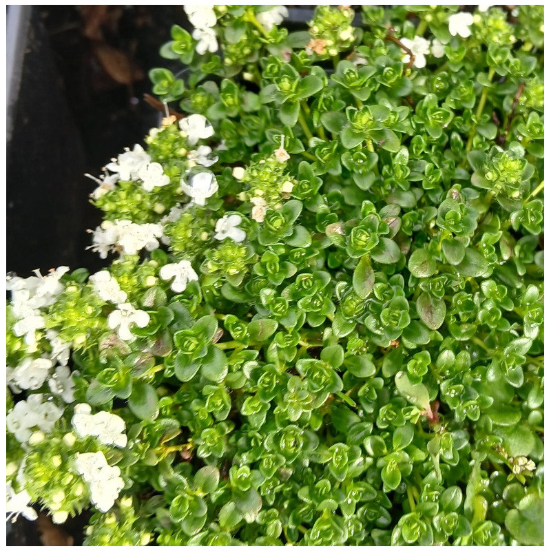 THYME Emerald Carpet 1.3L THYME Emerald Carpet 1.3L