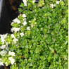 THYME Emerald Carpet 1.3L