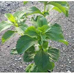 Stevia (Sugar Plant)
